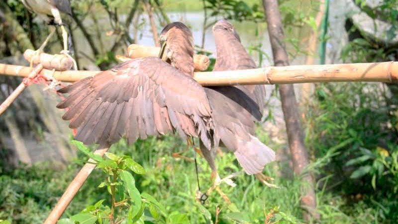 Đàn[-]chim[-]bị[-]khâu[-]mắt[-]để[-]nhử[-]đồng[-]loại[-]ở[-]Hà[-]Tĩnh